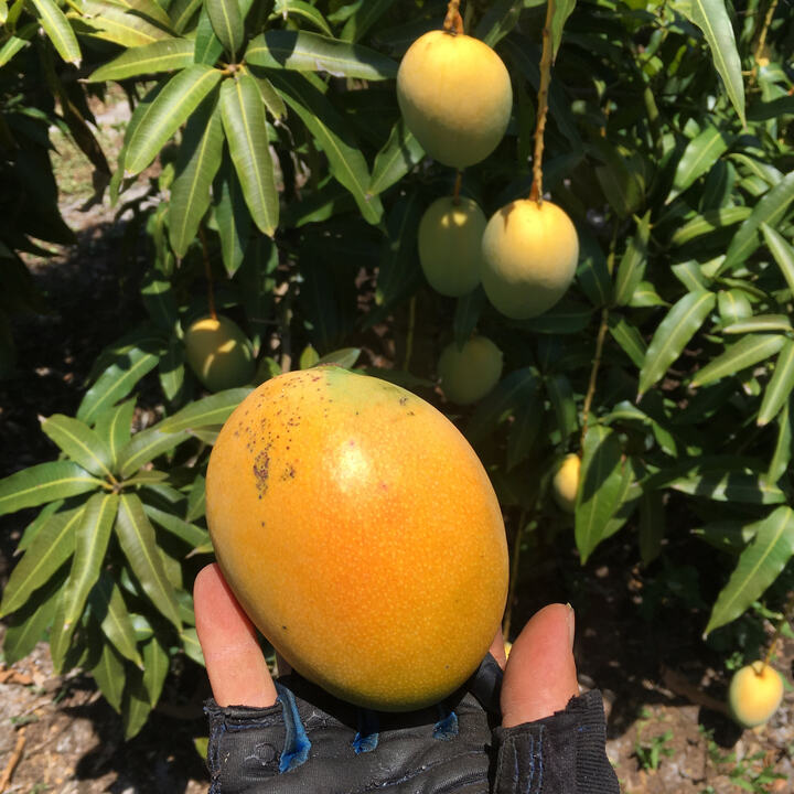 Gold Nugget mango reference