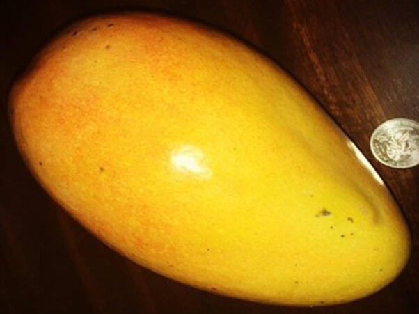 Golden Lippens mango reference