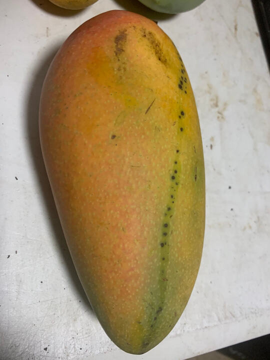 Golden Queen/Jin Huang/ Kiew Yai/Cat Saigon mango reference