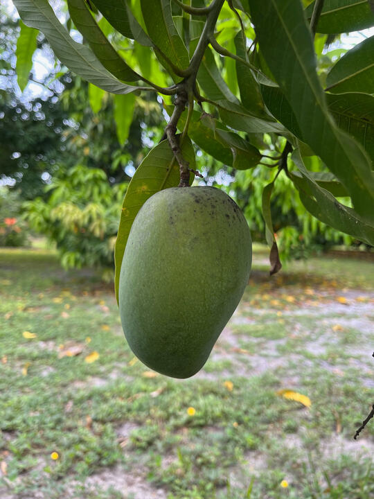 Golek mango reference