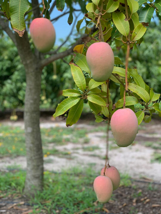 Gopher mango reference