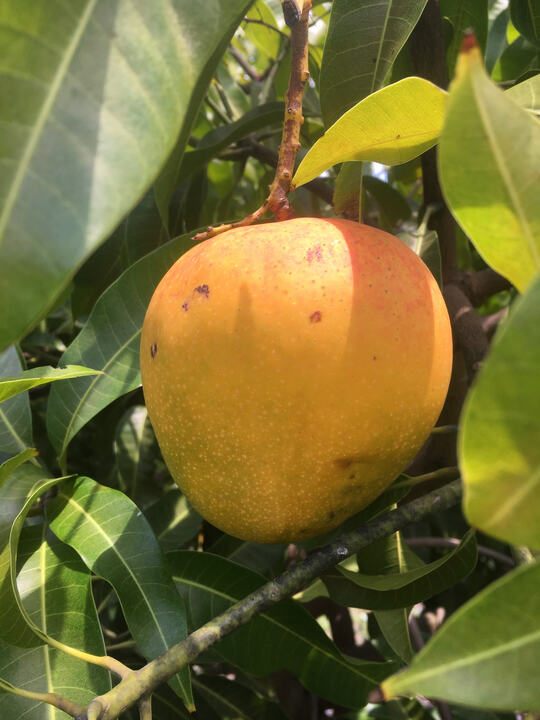 Graham mango reference