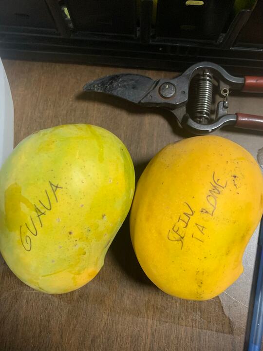 Guava mango reference