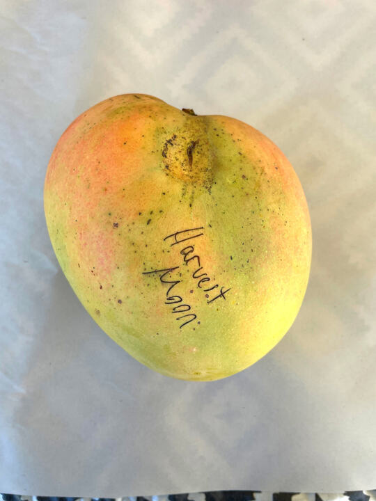 Harvest Moon mango reference