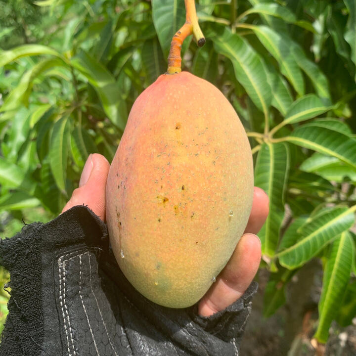 Herbie mango reference