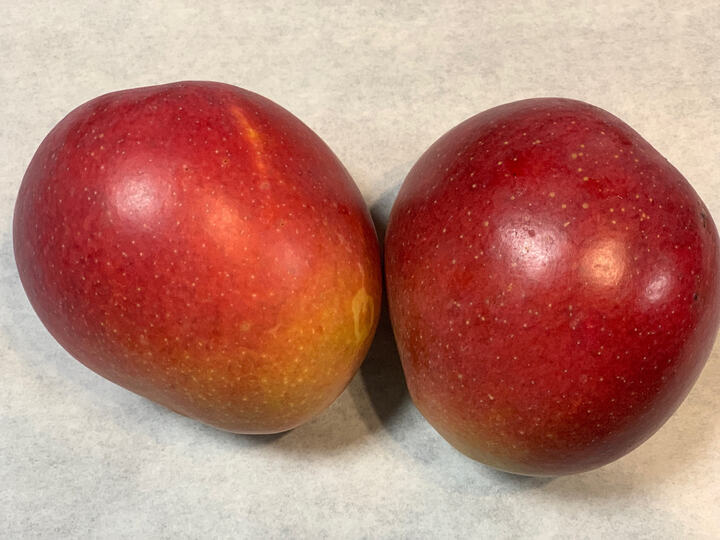 Hodson mango reference