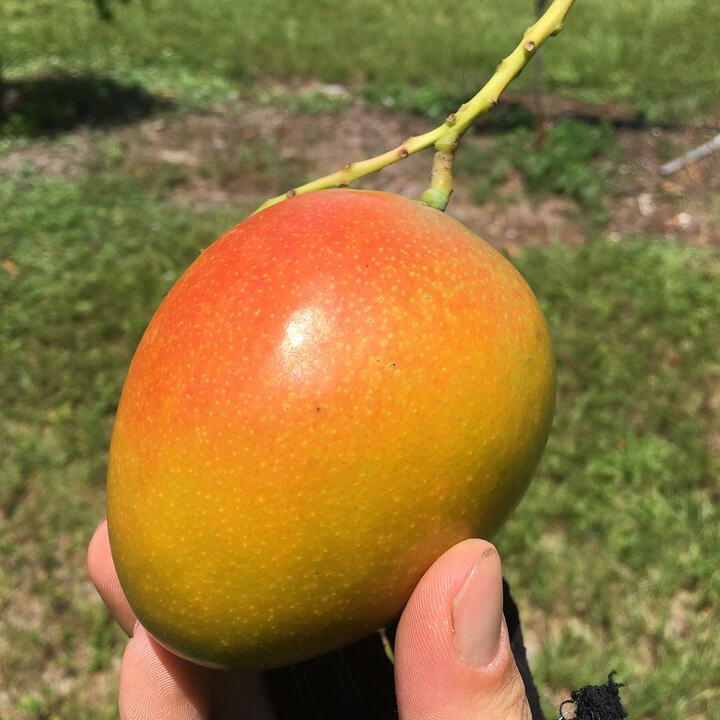 Honey Kiss mango reference