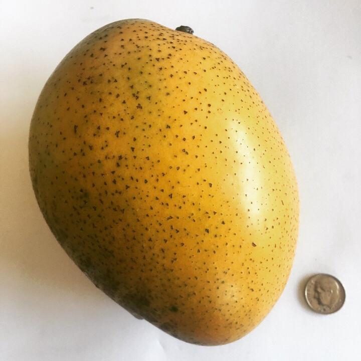 Imam Passand / Alampur Baneshan mango reference