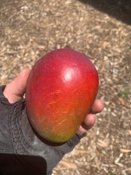 Irwin mango reference