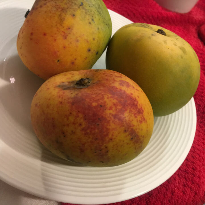 Itamaraca mango reference