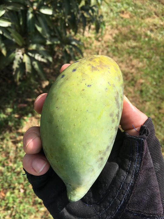 Ivory mango reference
