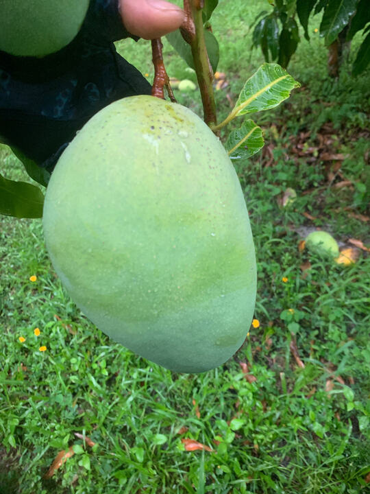 J.B. 2 (Burd) mango reference