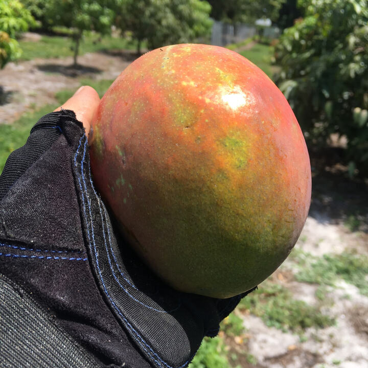 Jakarta mango reference