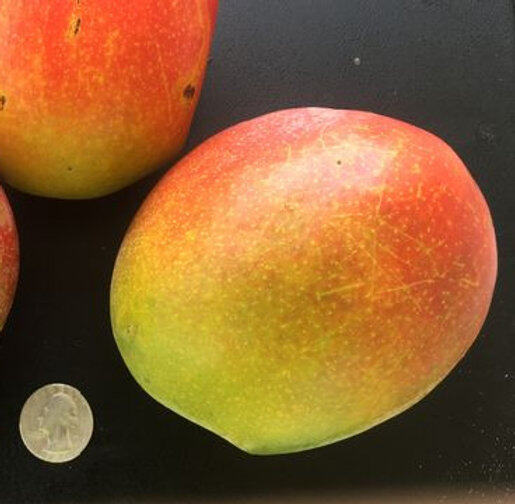Jaqueline mango reference