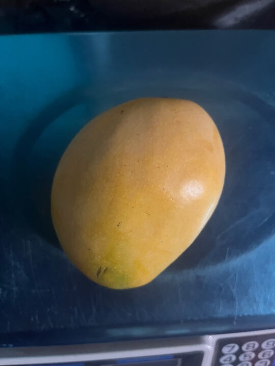 Jaya mango reference