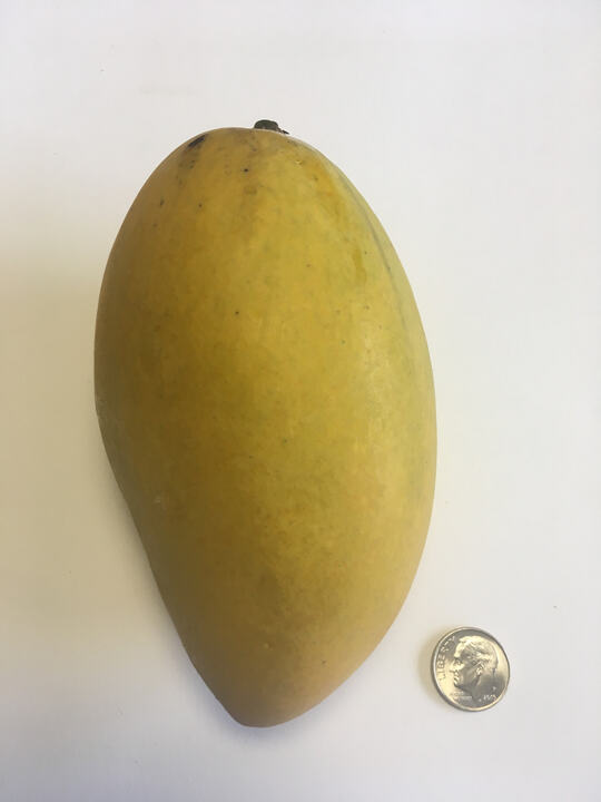 Jean Ellen mango reference