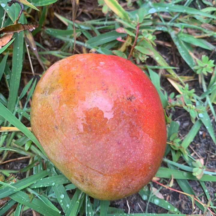 Jewel mango reference