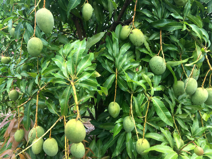 Juliett mango reference