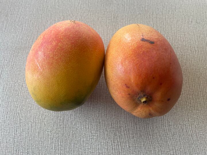 Justin mango reference