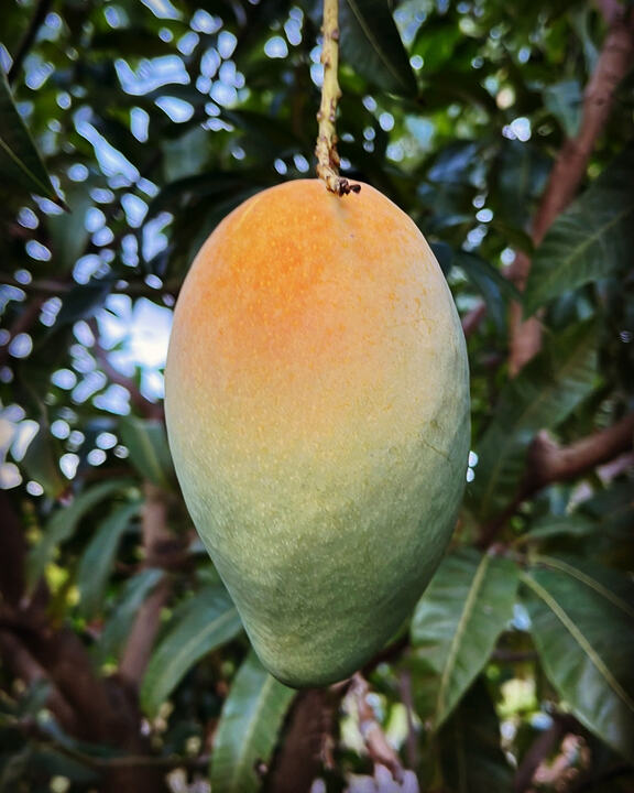 Karen Michelle mango reference