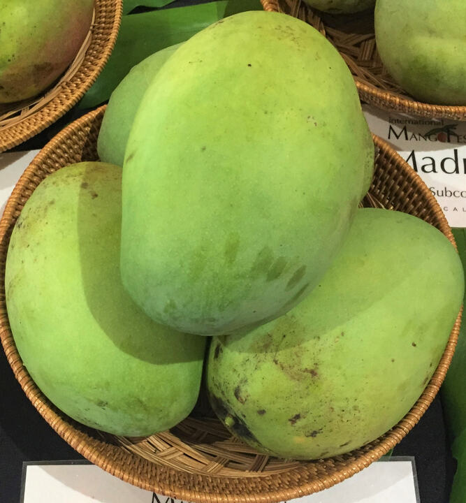 Karutha Colomban mango reference