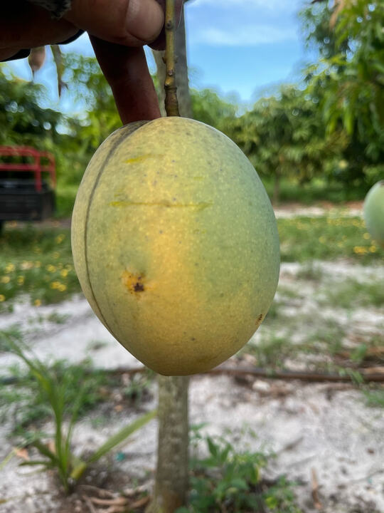 Kathy mango reference
