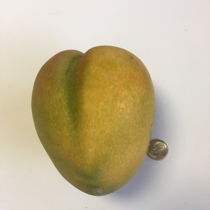 Kensington Pride mango reference
