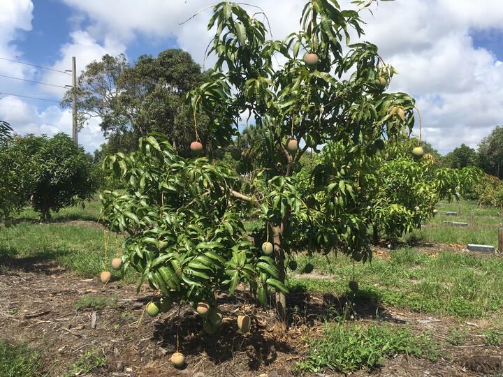 Kent mango reference