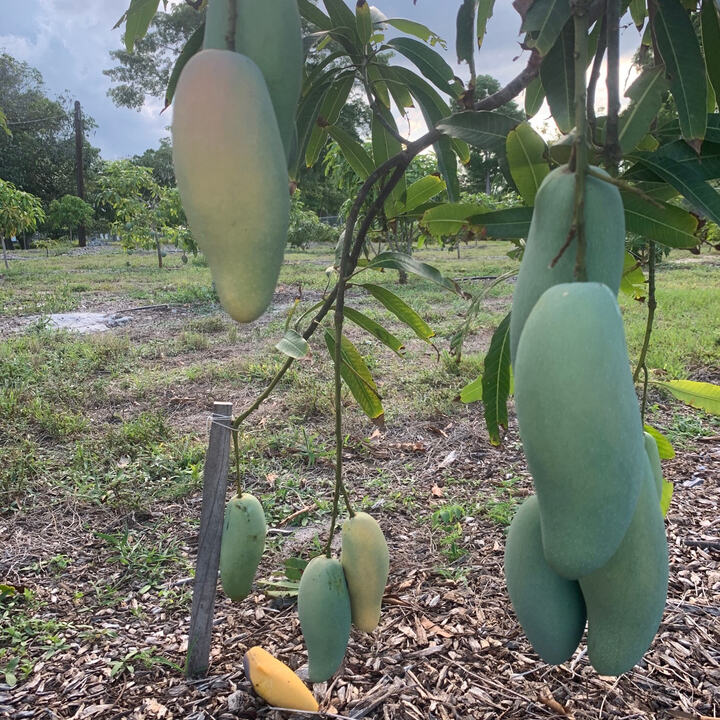 Kook Lom Krong mango reference
