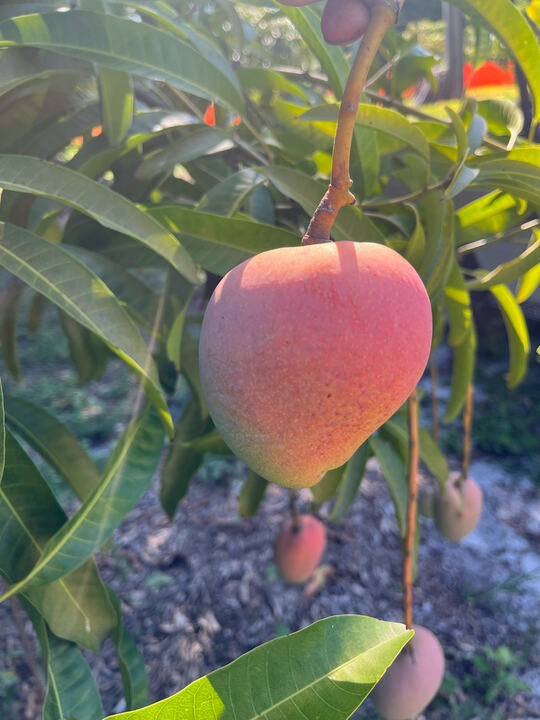 Kurashige mango reference