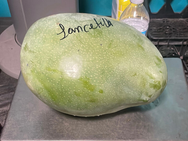 Lancetilla mango reference