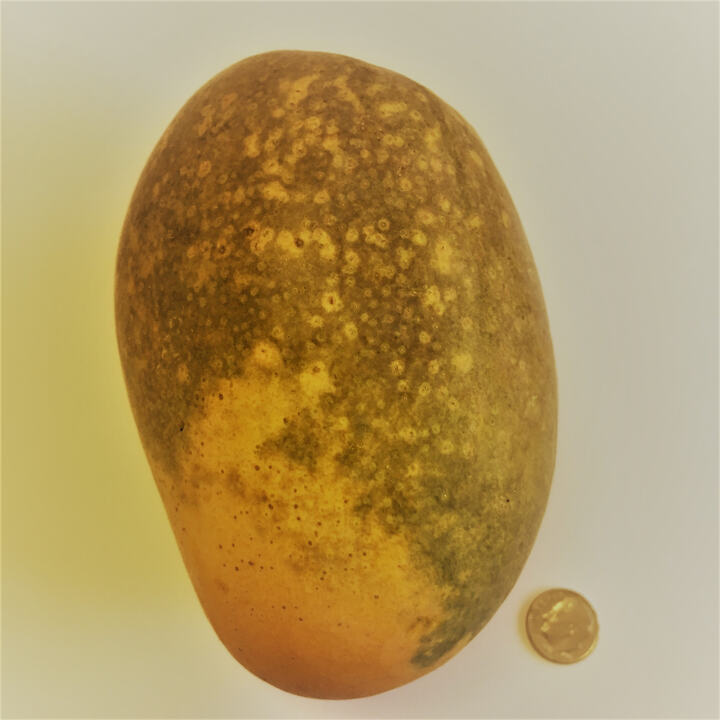 Lemon Zest mango reference