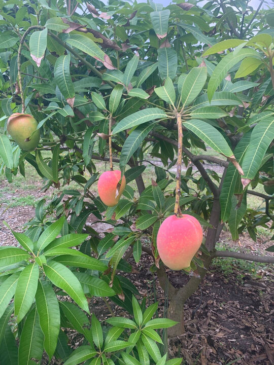 Mabruka mango reference