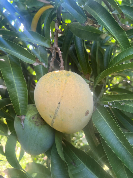 Madras mango reference