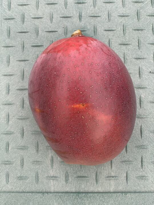 Magshimim mango reference