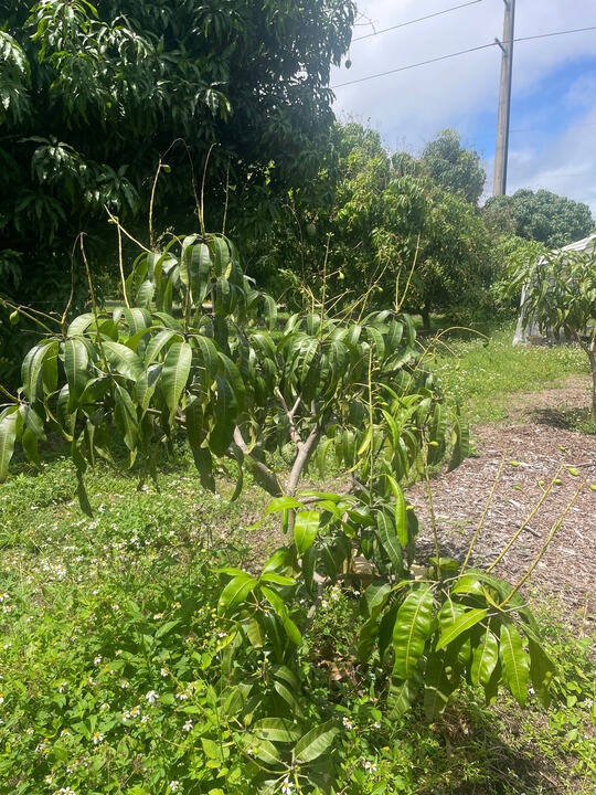 Mahatir mango reference