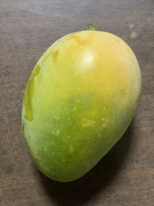 Mahmood Vikarabad mango reference