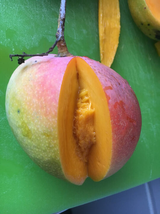 Malindi mango reference