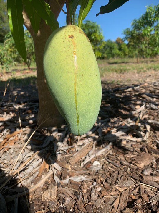 Mammou mango reference