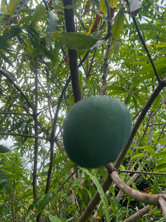 Manga Blanca (Stringless) mango reference