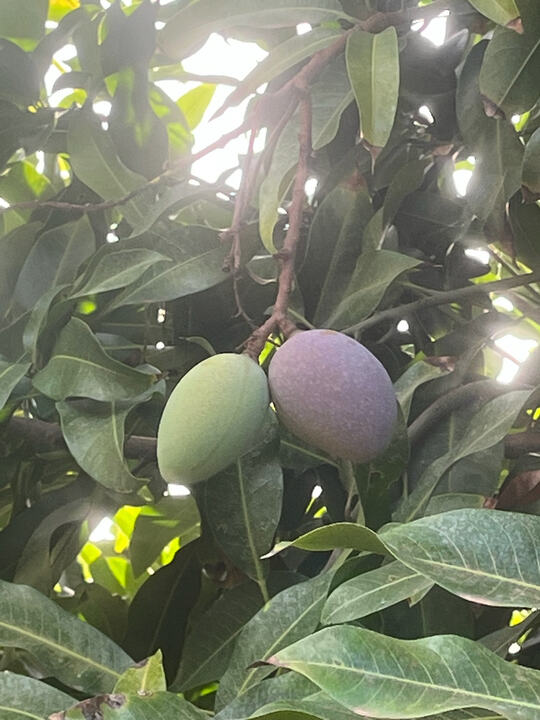 Mangifera Casturi/6-25 mango reference