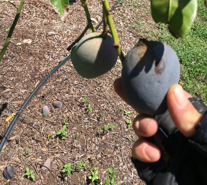 Mangifera Casturi/6-26 mango reference