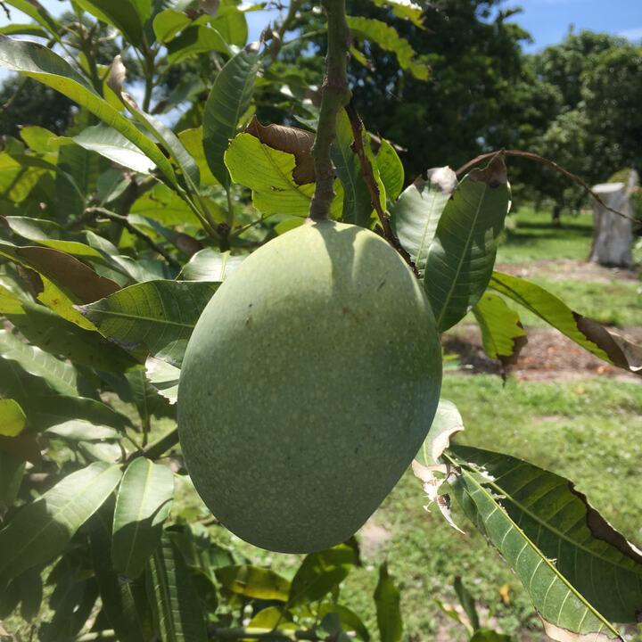 Mangifera Lalijiwa mango reference