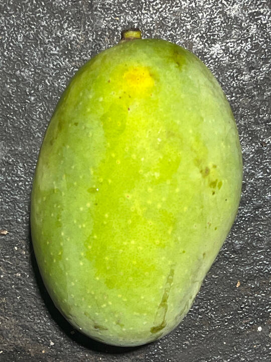 Mangifera Odorata mango reference
