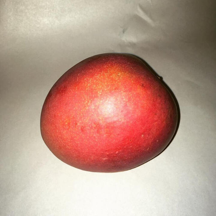Manzanillo mango reference