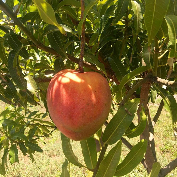 Marlys / All Summer mango reference