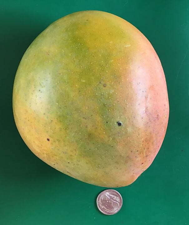 Martin mango reference
