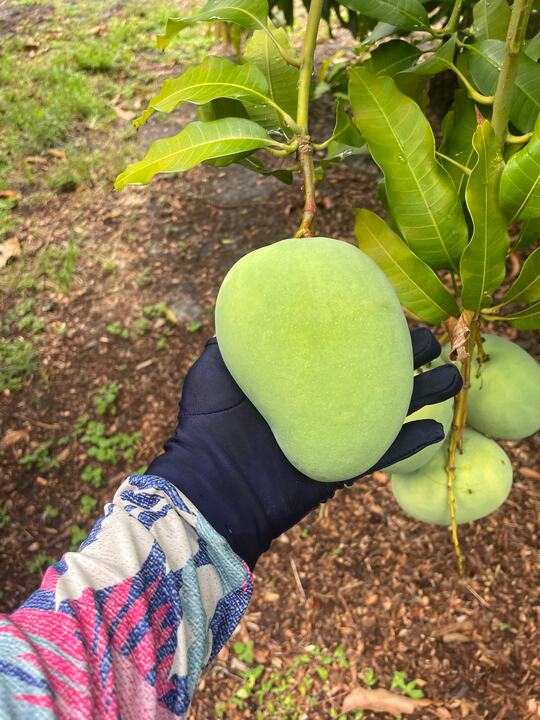 Mekong mango reference