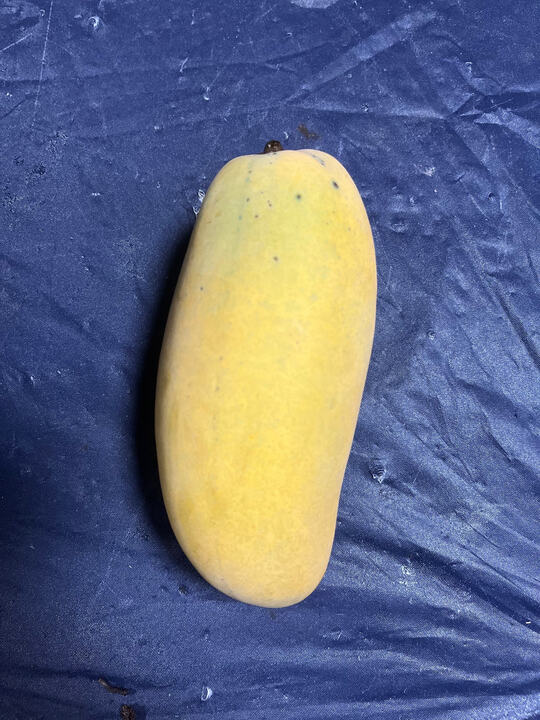 Mercurial Marvel mango reference
