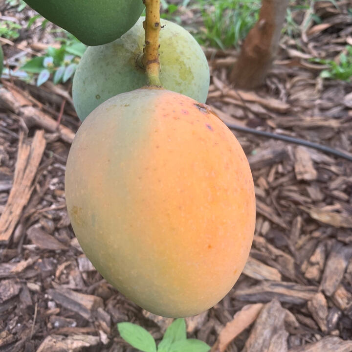 Merritt Island Saigon mango reference